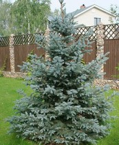 Blue spruce extra 250cm